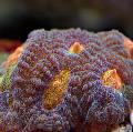  pruun Akvaarium Favia Foto