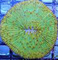   green Aquarium Plate Coral (Mushroom Coral) / Fungia Photo