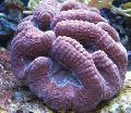   purper Aquarium Gelobde Brain Coral (Open Brain Coral) / Lobophyllia foto