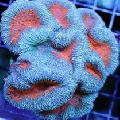   bleu clair Aquarium Corail Cerveau Lobé (Ouverte De Corail De Cerveau) / Lobophyllia Photo
