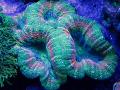   verde Acuario Coral Cerebro Lobulado (Abierta Coral Cerebro) / Lobophyllia Foto
