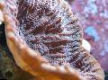   rjava Akvarij Merulina Coral fotografija