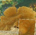   gul Akvarium Merulina Coral Foto