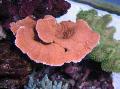Montipora Gekleurde Coral