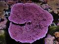 Foto Montipora Värvilised Korallid  kirjeldus