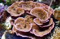   pruun Akvaarium Montipora Värvilised Korallid Foto