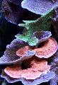   ピンク 水族館 Montipora色のサンゴ フォト