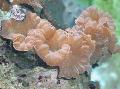   roze Aquarium Fox Koraal (Nok Koraal, Jasmijn Koraal) / Nemenzophyllia turbida foto