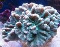   lichtblauw Aquarium Stekelige Cup / Pectinia foto