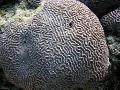   siva Akvarij Platygyra Coral fotografija