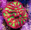 kuva Platygyra Koralli  tuntomerkit