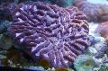   roxo Aquário Platygyra Coral foto