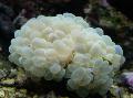 Coral De La Burbuja