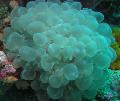   albastru deschis Acvariu Bubble Coral / Plerogyra fotografie