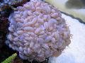   rosa Akvarium Boble Korall / Plerogyra Bilde