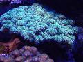   azul claro Acuario Coliflor Coral / Pocillopora Foto
