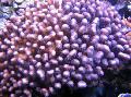   vijolična Akvarij Cvetača Coral / Pocillopora fotografija