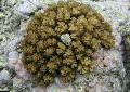   pruun Akvaarium Lillkapsas Korall / Pocillopora Foto