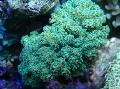   verde Acuario Coliflor Coral / Pocillopora Foto