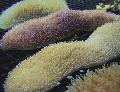   giallo Acquario Lingua Coralli (Coral Slipper) / Polyphyllia talpina foto