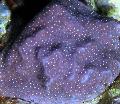  purpurne Akvaarium Porites Korall Foto