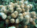   brown Aquarium Porites Coral Photo