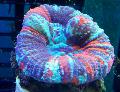   motley Akvaarium Hamba Korallid, Nupp Korall / Scolymia Foto