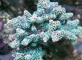 鸟巢珊瑚