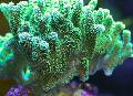   grønn Akvarium Birdsnest Korall / Seriatopora Bilde