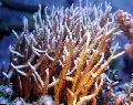   amarillo Acuario Birdsnest Coral / Seriatopora Foto