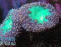 Бластомусса (Ананасовый коралл)