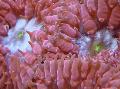   rød Akvarium Ananas Koral / Blastomussa Foto