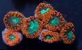   коричневый Аквариум Бластомусса (Ананасовый коралл) / Blastomussa Фото