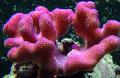 Finger Korallen