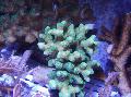   lichtblauw Aquarium Vinger Koraal / Stylophora foto