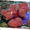 fotografija Prst Coral  opis