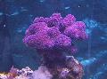   fioletowy Akwarium Palec Koral / Stylophora zdjęcie