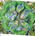   grøn Akvarium Symphyllia Coral Foto