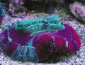   motley Aquarium Open Brain Coral / Trachyphyllia geoffroyi Photo