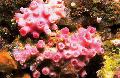 zdjęcie Słońce-Koral Pomarańczowy Kwiat  opis