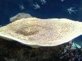   gul Akvarium Kop Koral (Pagode Coral) / Turbinaria Foto