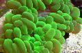   緑色 水族館 真珠珊瑚 / Physogyra フォト