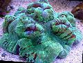 Hjärna Kupol Korall