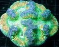 Foto Cerebro Cúpula De Coral  descripción