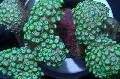   verde Acuario Alveopora Coral Foto