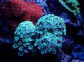   svetlo modra Akvarij Alveopora Coral fotografija