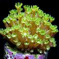   žuti Akvarij Alveopora Koralja Foto