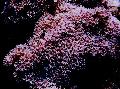  розовый Аквариум Коралл органчик / Tubipora musica Фото