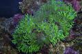   zielony Akwarium Elegancja Koral, Koral Dziwnego / Catalaphyllia jardinei zdjęcie