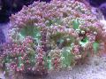   rosa Acuario La Elegancia De Coral, Coral Maravilla / Catalaphyllia jardinei Foto